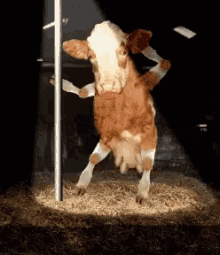 Oh Yeah Cow GIF - Oh Yeah Cow Dance GIFs