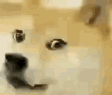 Meme Doge GIF - Meme Doge Oh No GIFs