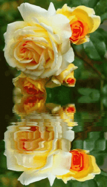 Rose N Water GIF