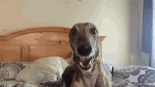 Greyhound GIF - Greyhound GIFs