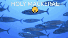 Mackeral Shrimple As That GIF