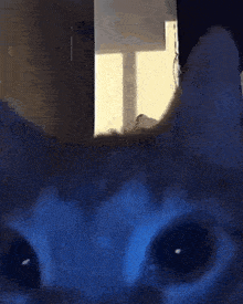 a close up of a cat 's ear looking out a window