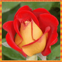 rose flower sparkle