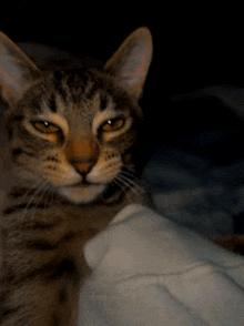 a close up of a cat laying on a bed with its eyes closed
