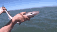 Shark Shookt GIF