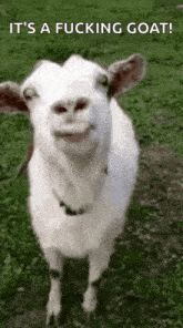 Goat Turkey GIF - Goat Turkey GIFs