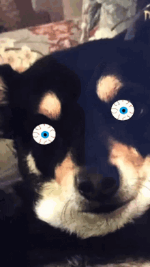 Dog Close Up GIF - Dog Close Up Eye GIFs