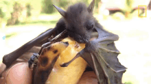 bat bat