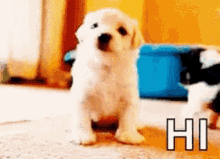hi hello wave cute pup