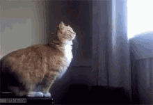 Raté GIF - Cat Rate Jump GIFs