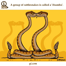 Snake Yılan GIF - Snake Yılan A Group Of Rattlesnakes GIFs