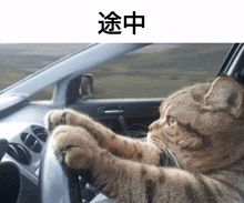 Cat Kitty GIF - Cat Kitty Driving GIFs