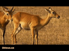 Deer Brap GIF