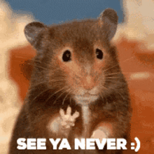 Hamster Ban GIF - Hamster Ban Goodbye GIFs