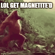 Monkey Magnetited GIF