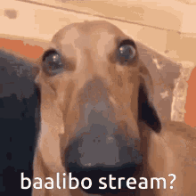 Baali Baalibo GIF - Baali Baalibo Baalibo Stream GIFs