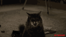 Cat Snarling Upset GIF