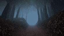 a dark forest with trees and a path in the foreground