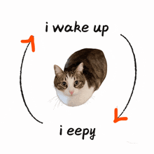 a cat is in a circle with the words i wake up i eepy
