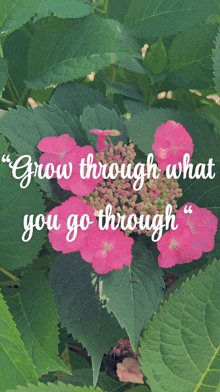 a pink flower with the words " grow through what you go through " written on it