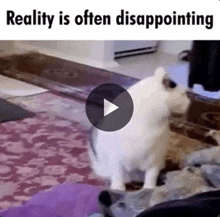 a white dog is standing on a rug in a living room with the words reality is often disappointing .