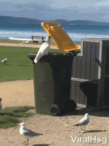 closing viralhog trash bin flying bird