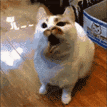 คิมโรโระ Realkimroro GIF - คิมโรโระ Realkimroro Cat GIFs
