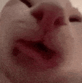 a close up of a cat 's face with a red nose and mouth .