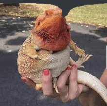 Chonk Epic GIF - Chonk Epic Lizard GIFs