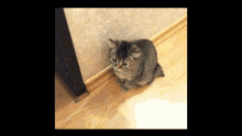 халееси кот GIF - халееси кот привет GIFs