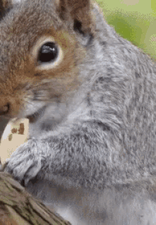 Squirrel Eat GIF