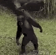 Reaction Chimpanzee GIF - Reaction Chimpanzee Gimme GIFs
