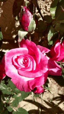 Roses Flower GIF - Roses Flower Photo GIFs