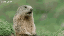 Eh Hey GIF - Eh Hey Marmot GIFs