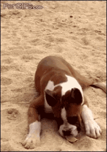 Cute Dog GIF - Cute Dog Boxer GIFs