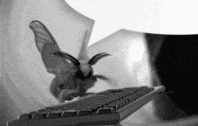 a moth is sitting on top of a keyboard .
