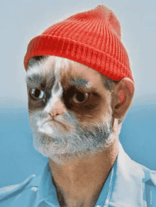 Cat Blink GIF - Cat Blink Cat Face GIFs