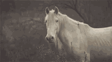 Horse White Horse GIF - Horse White Horse Staring GIFs