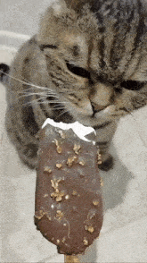a close up of a cat eating a chocolate ice cream bar