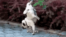 Pug Life - Thug Life GIF - Thug Life Pug Life Pug GIFs