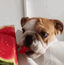 Watermelon Dog Doggo GIF - Watermelon Dog Dog Doggo GIFs