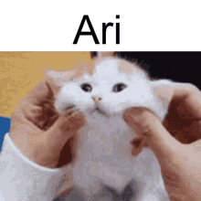 Ari Ari Cat GIF