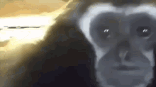 Macaco Chorando GIF - Macaco Chorando GIFs