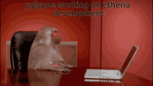 development monkey
