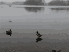 Duck Landing GIF - Duck Landing GIFs