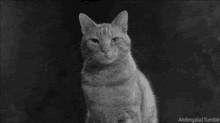 Mysterious GIF - Cat Lights Black And White GIFs