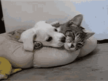 Cat Snuggle GIF - Cat Snuggle Puppy GIFs