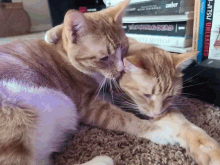 Love Cleaning GIF - Love Cleaning Cats GIFs