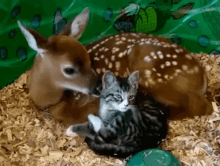 Biche GIF - Deer Cat Licking GIFs