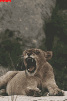 Sueño Lioness GIF - Sueño Lioness GIFs